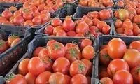 عرضه گسترده گوجه‌فرنگی با قیمت مصوب