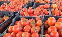 عرضه گسترده گوجه‌فرنگی با قیمت مصوب