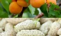 تصاویری از درخت توتی در شیراز که زردآلو می‌دهد!