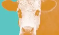 تاثیر بادگلوی گاوها بر گرمایش جهانی!