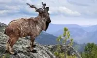 بزاق این «بز» پاکستانی ارزش طلا دارد!
