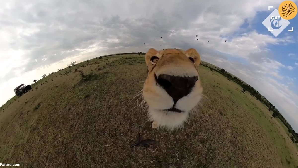 ویدئو بانمک از دزدیدن دوربین توسط یک شیر 