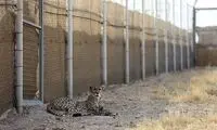 ۶ یوز ایرانی در اسارت هستند