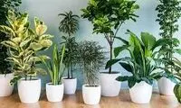 تا حالا خوابیدن گیاهان را دیده بودید؟