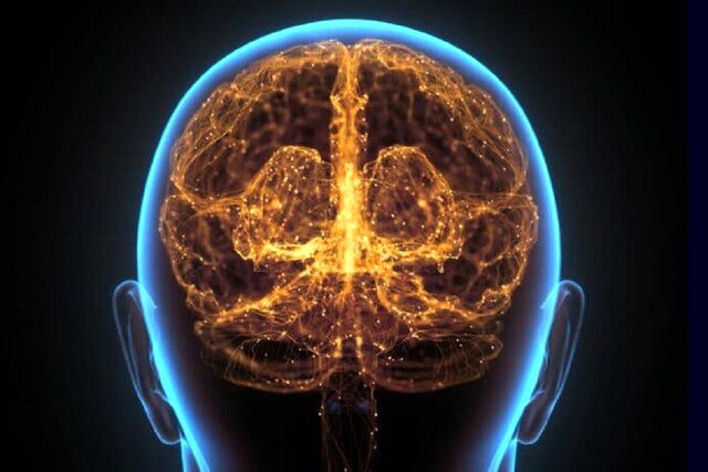 تفاوت مغز انسان مدرن و نئاندرتال‌ها در چیست؟