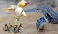 مباره حیرت‌آور مرغ و خروس با مار کبری