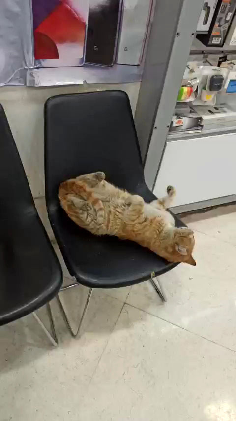 ویدئویی از خوابِ ناز یک گربه خیابانی در یک مغازه