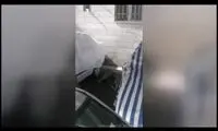 جولان یک قلاده گرگ در خیابان‌های تهران