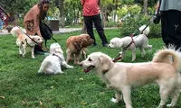 تصویر غیرمنتظره از یک پارک، صدای مردم را درآورد!