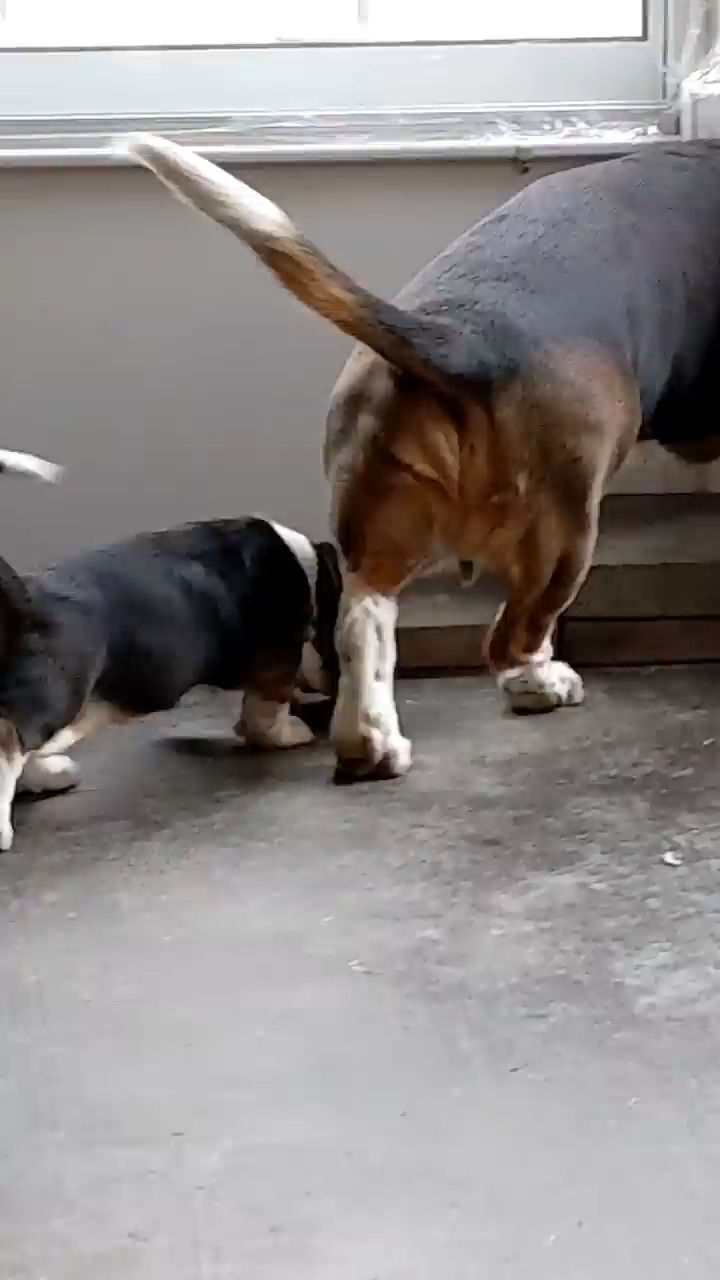 دردسر خنده‌دار یک سگ برای آموزش دادن به فرزندش