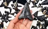 این شی عجیب در اعماق اقیانوس هند یافت شد