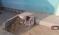 واکنش سنتکام به هدف قرار دادن مدرسه دخترانه