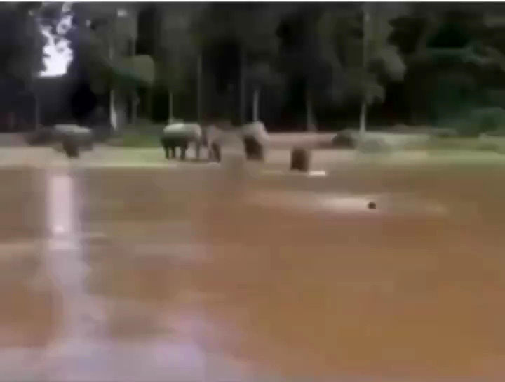 نجات هیجان‌انگیز یک مرد از وسط سیل توسط فیل شجاع