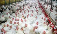ماجرای جنجالی مرغ های ۹۰ روزه