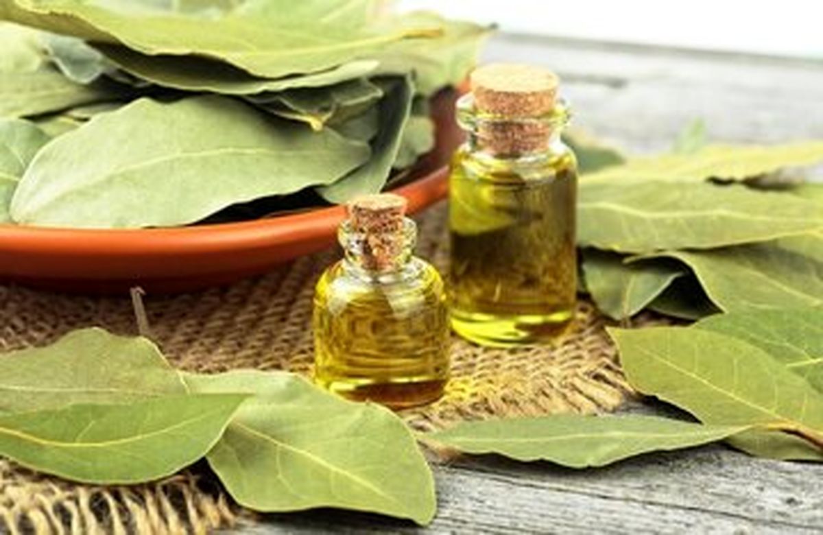   خواص درمانی و شگفت‌انگیز برگ یک گیاه 