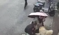 عاقبت هولناک نوازش یک سگ در خیابان (16+)
