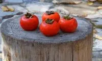 چرا مردم کن به خرمالو می‌گویند خربندی؟