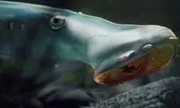کشف خون‌آشام غول‌پیکر ۱۶۰ میلیون ساله