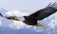 ویدئو دیدنی از دقت عقاب در غذا دادن به جوجه‌اش
