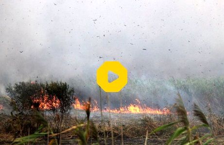 اولین تصاویر از آتش‌سوزی گسترده در تالاب انزلی