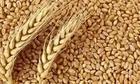 قیمت خرید تضمینی گندم تعیین شد