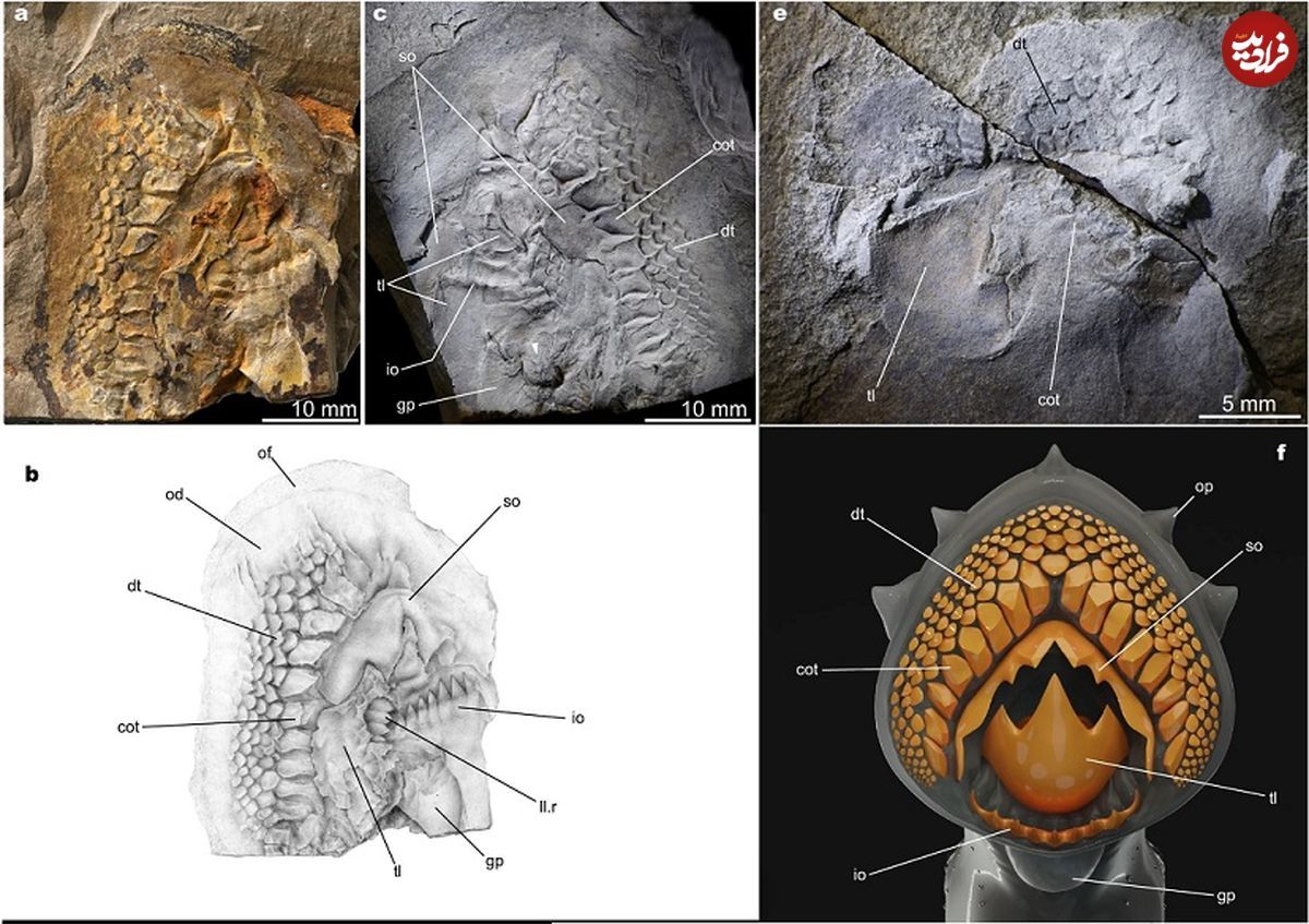 کشف فسیل‌های 160میلیون‌ ساله دو ماهی خون‌آشام