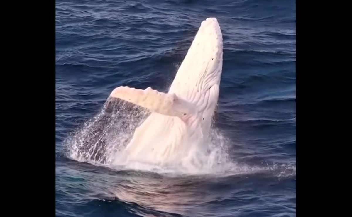 شکار لحظه‌ای باورنکردنی از یک نهنگ سفید کمیاب