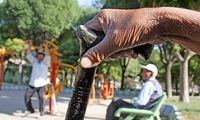 انفجار جوانی، به سونامی سالمندی رسید  