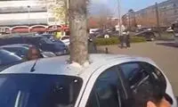 درخت تنومندی که ناگهان وسط ماشین ظاهر شد!