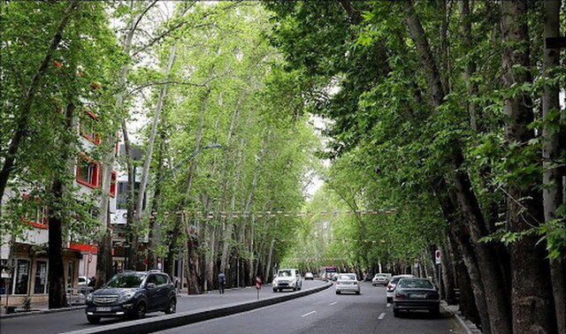 ماجرای خشک شدن ۱۰درخت در خیابان ولیعصر