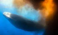 لحظه آزاد شدن مدفوع نهنگ! +عکس