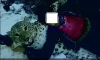 صدور حکم عامل کشتار دلخراش پلنگ ایرانی