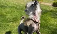 نژاد خاص سگ خانواده رونالدو سوژه شد