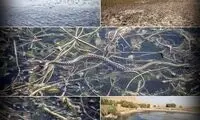 ثانیه‌شماری تا مرگ تدریجی تالاب هشیلان