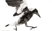 پرنده‌ای که 3000 فالوئر دارد! +عکس