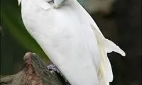 باهوش‌ترین پرنده جهان +عکس