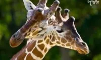 عاشقانه های زیبای حیوانات
