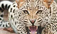 پلنگ تندوره به خانه‌اش بازگشت