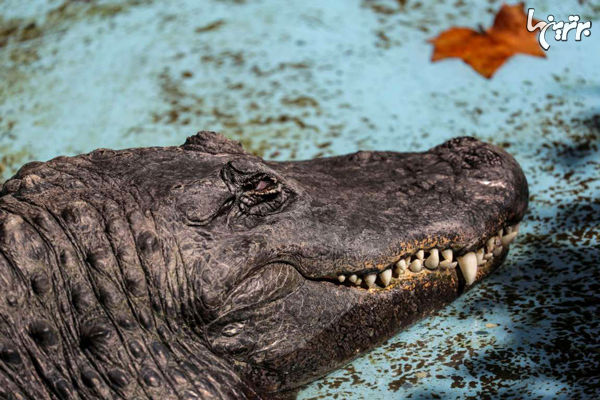 پیرترین تمساح جهان درگذشت!