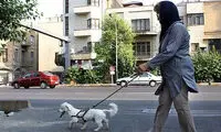 الان مشکل مملکت ما، حیوانات خانگی‌ست؟