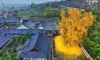 برگ‌ریزان رویایی درخت 1400 ساله +عکس