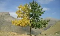 درختی که هم نشانه تابستان دارد و هم پاییز!