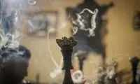 تولید زیرزمینی تنباکو با فضولات حیوانی!
