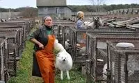 آنجایی که پوست را می کنند ! /عکس