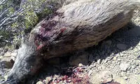 دستگیری شکارچیان غیرمجاز گراز در سرپل ذهاب