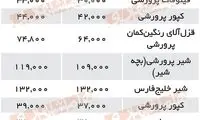 قیمت قزل‌آلا در میادین کاهش یافت؛ آخرین قیمت