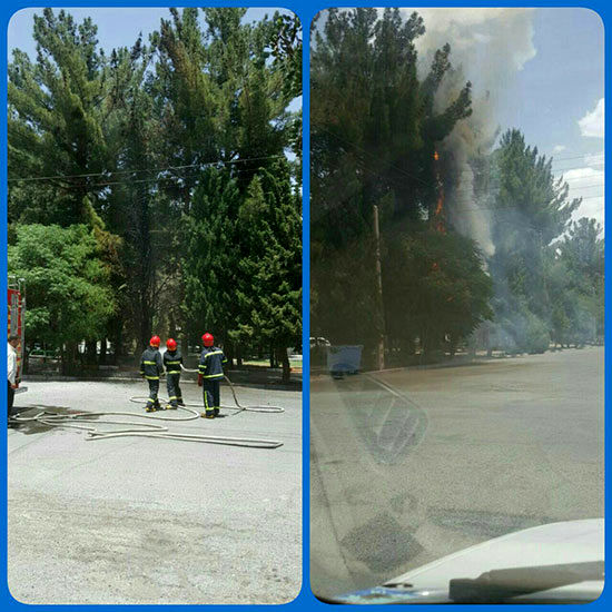 گرمای هوا، در بیرجند درختان را به آتش کشید!