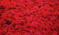 از زندگی تا مرگ 10 هزار گل رز +عکس