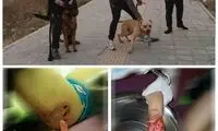 حمله ۲ سگ به یک دختر بچه در لواسان