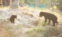 تصاویری از دوستی عجیب گربه و توله خرس